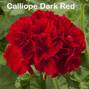 Geranium Hanging Basket